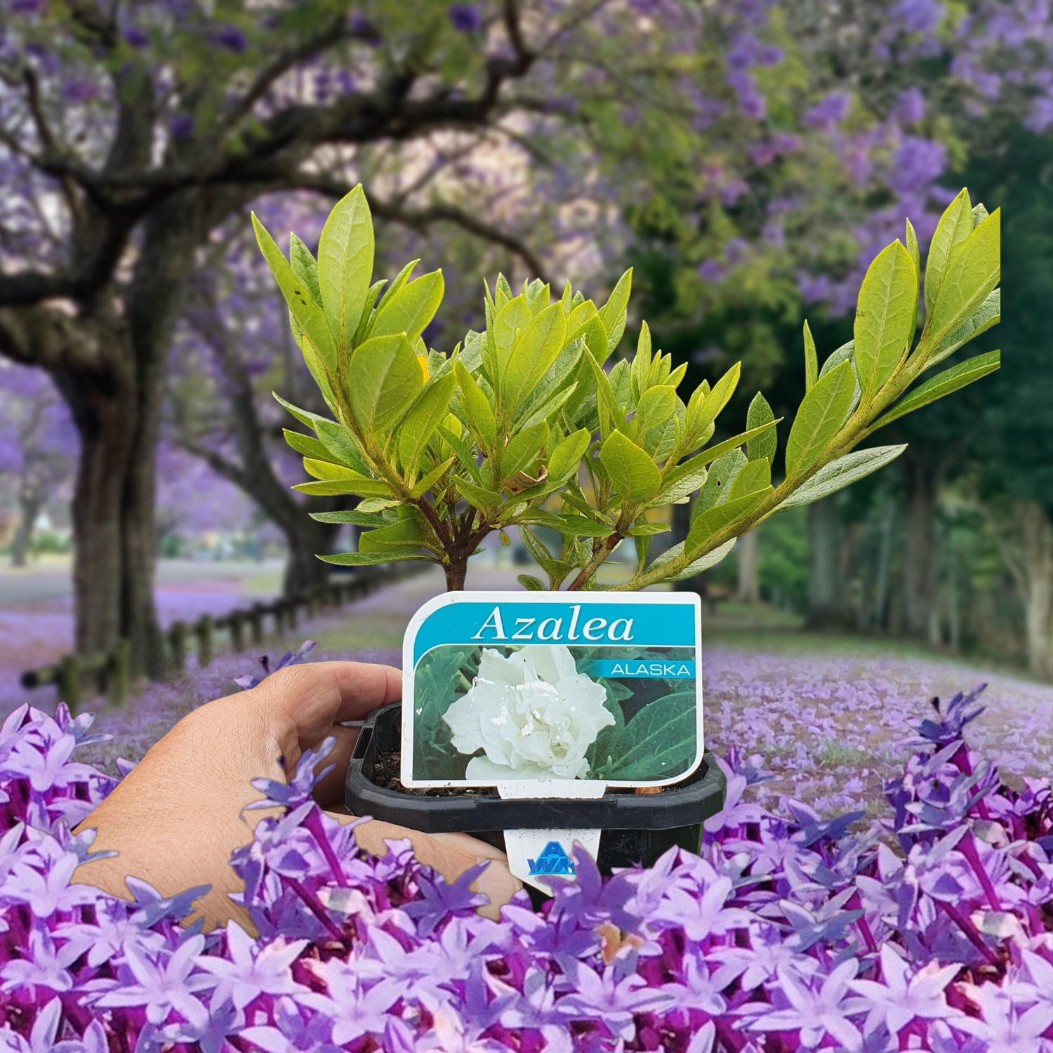 Azalea 'Alaska' 🌱$10🌱