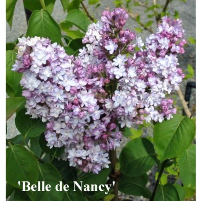🌱$55🌱 Lilac Belle De Nancy