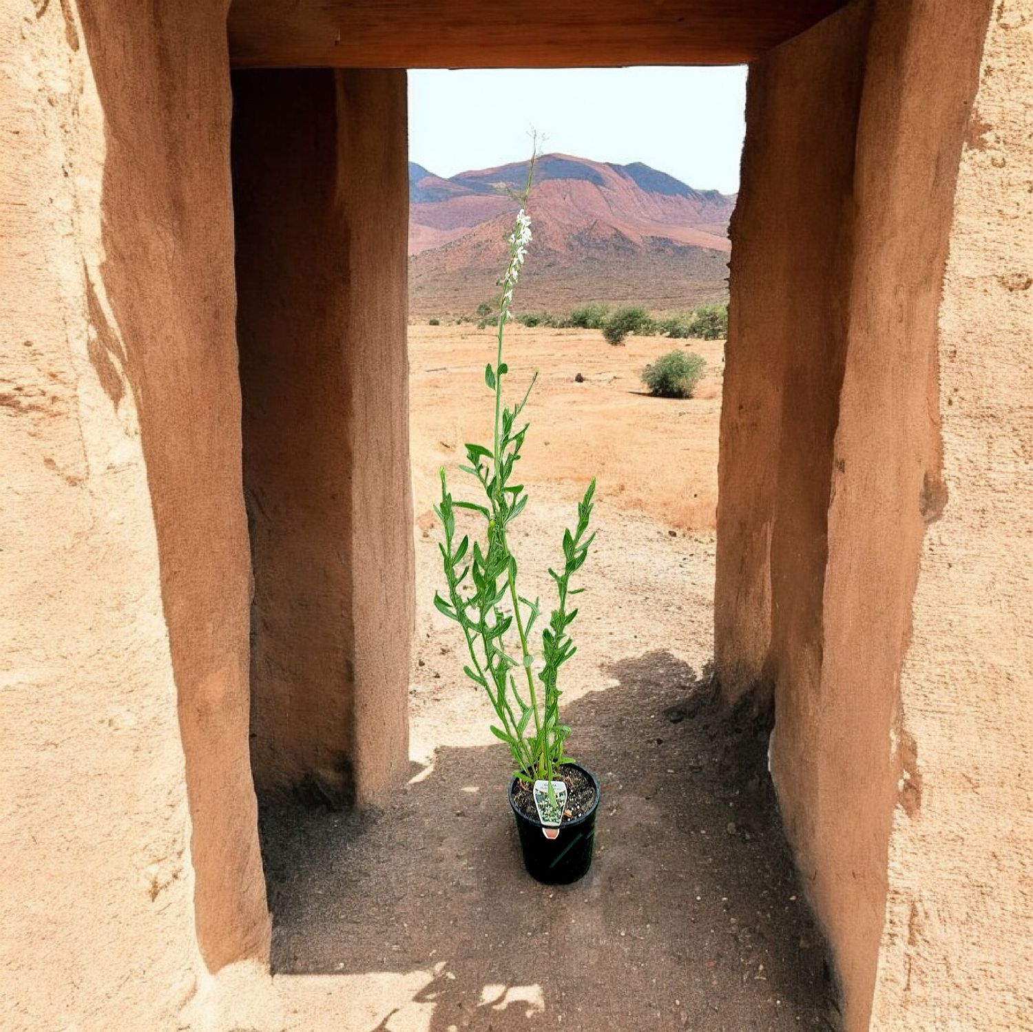 Gaura lindheimeri ‘White Butterfly’ 🌱$8🌱