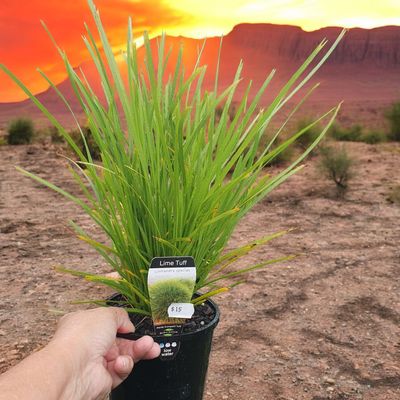 Lomandra 'Lime Tuff'  🌱$15🌱