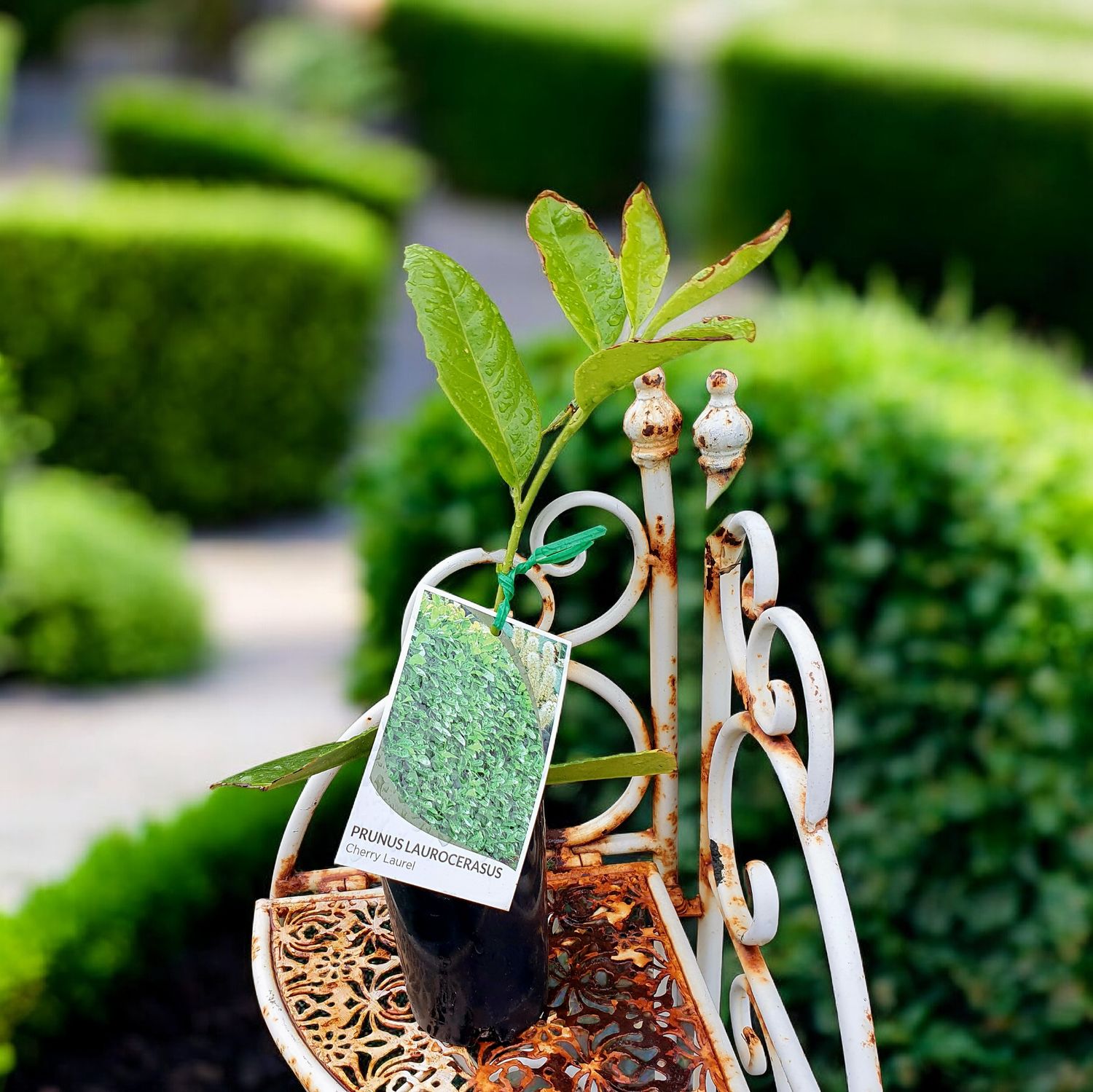 Prunus laurocerasus - Cherry Laurel