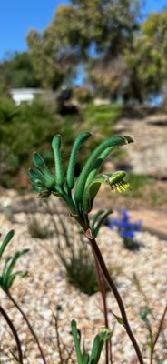 Anigozanthos viridis Green Kangaroo Paw 🌱$15🌱