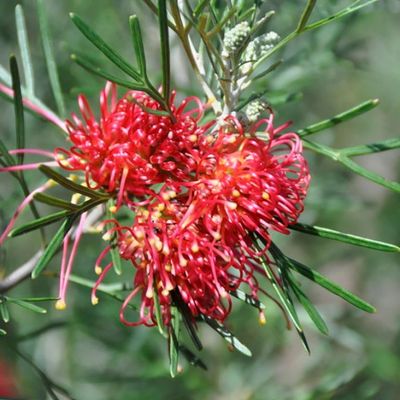 Grevillea 'Winpara Gem' 🌱$8🌱