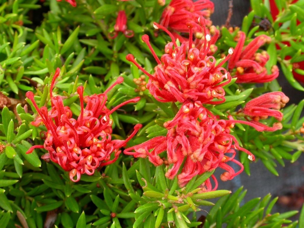 Grevillea juniperina prostrate 🌱$8🌱