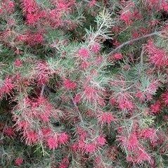 Grevillea Pinaster Compact 🌱$8🌱