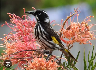Grevillea Ned Kelly (Mason’s Hybrid) 🌱$8🌱