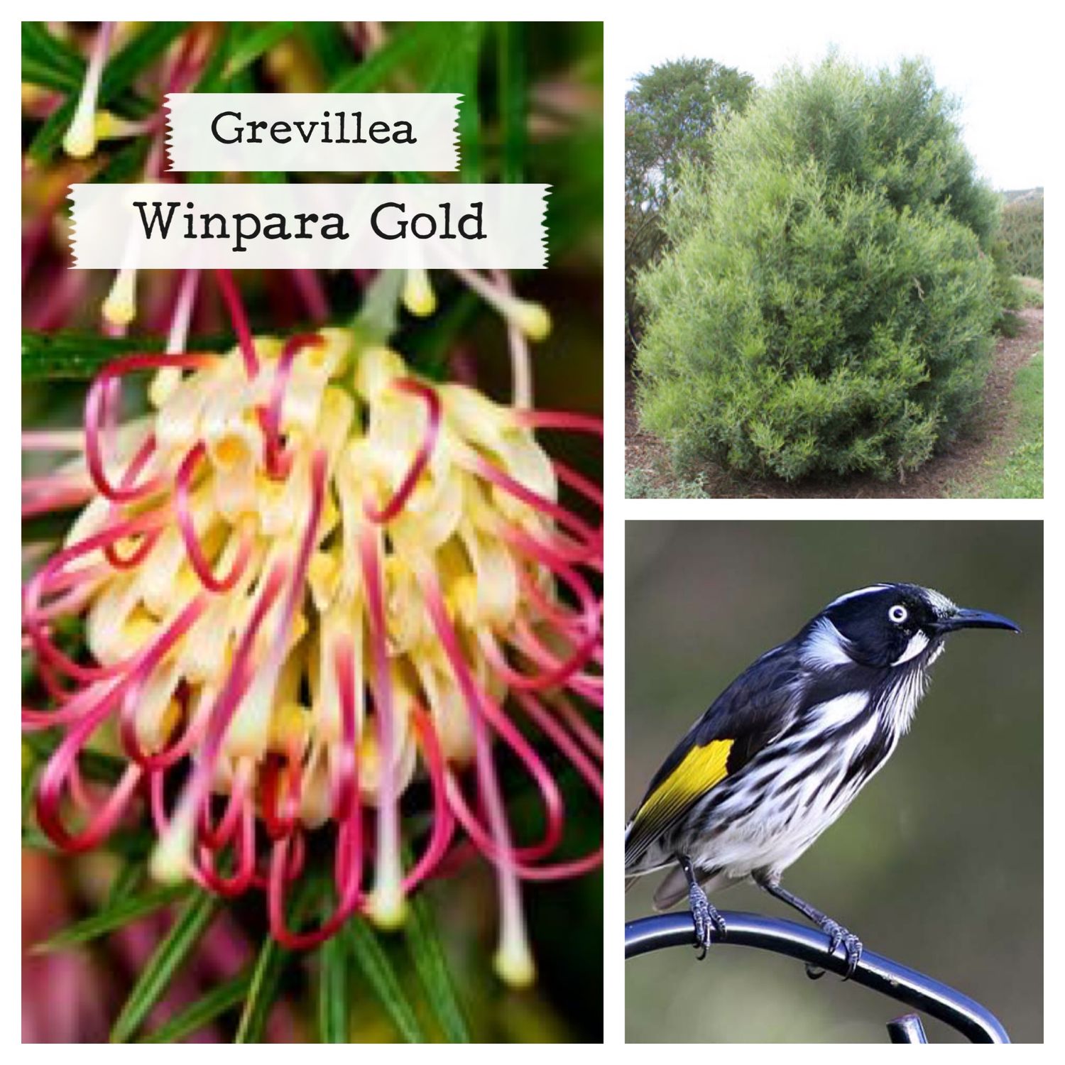 Grevillea Winpara Gold 🌱$12🌱