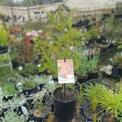 Grevillea 'Clearview David' 🌱$12🌱