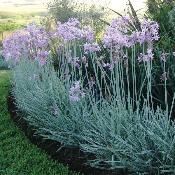 Society garlic (Tulbaghia violacea) 🌱$8🌱