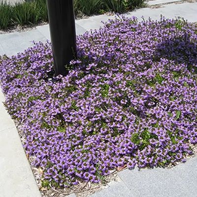 Scaevola 'Mauve Clusters'🌱$8🌱