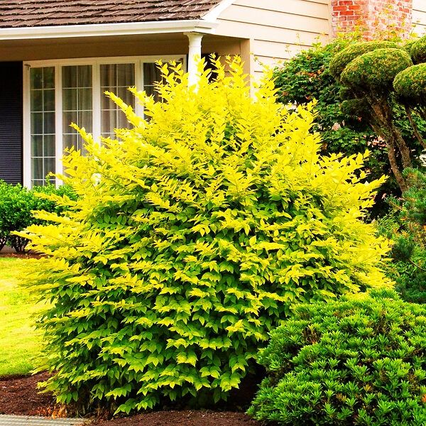 Ligustrum Ovalifolium Aureum Golden Privet 🌱$8🌱