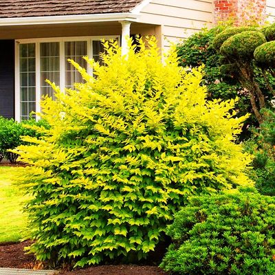 Ligustrum Ovalifolium Aureum Golden Privet 🌱$8🌱