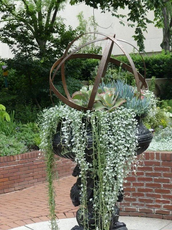 Dichondra Silver Falls 🌱$8🌱