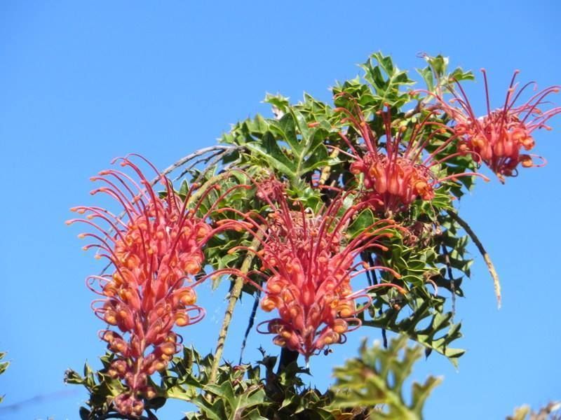 Grevillea bipinnatifida Jingle Bells 🌱$12🌱
