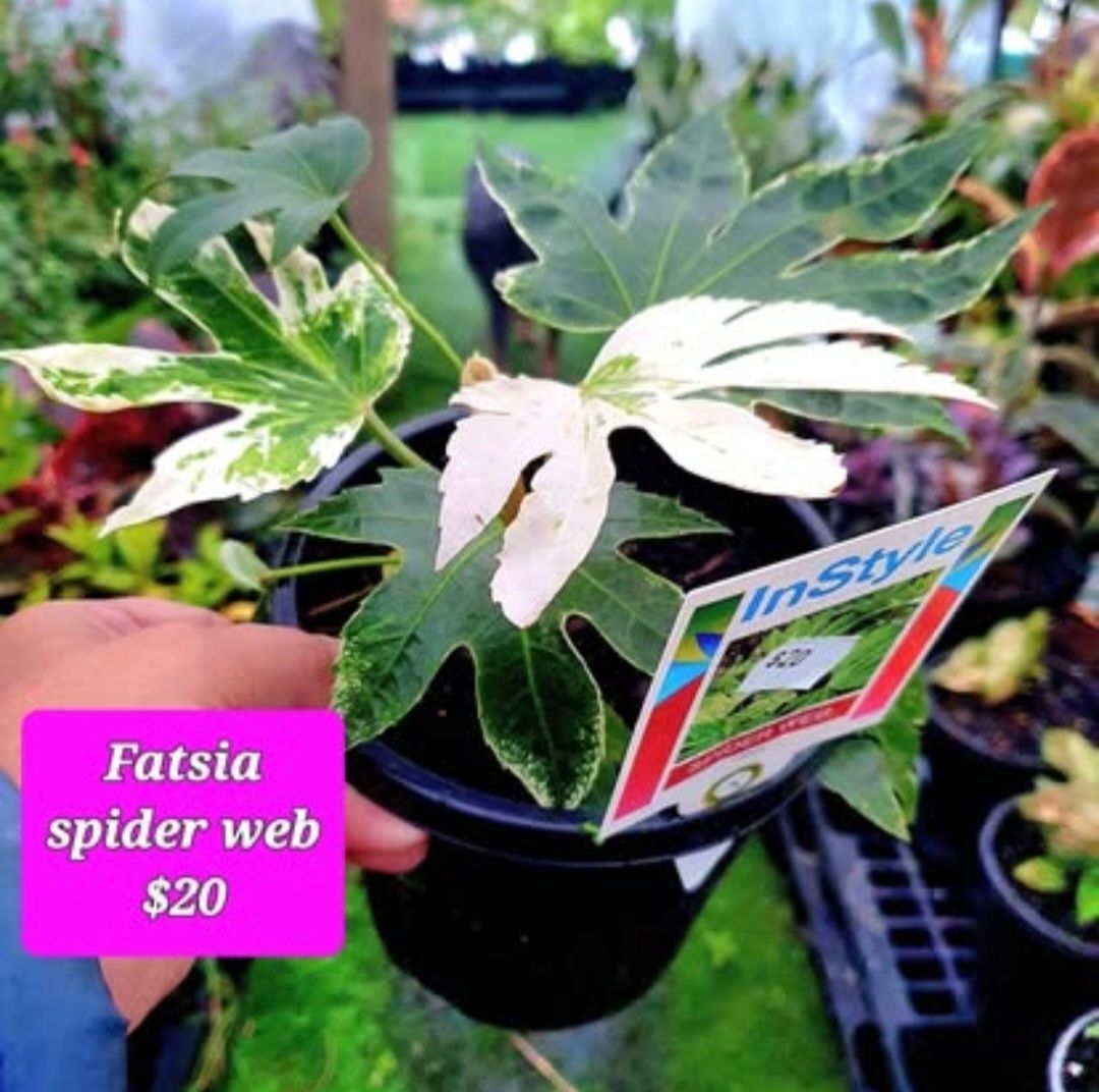 🌱$20🌱 Fatsia 'Spiderweb'