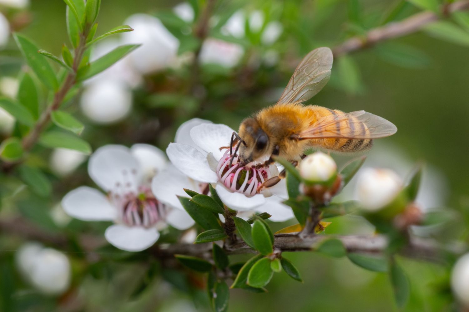 Leptospermum petersonii – ‘Lemon Scented Tea Tree’  🌱$8🌱