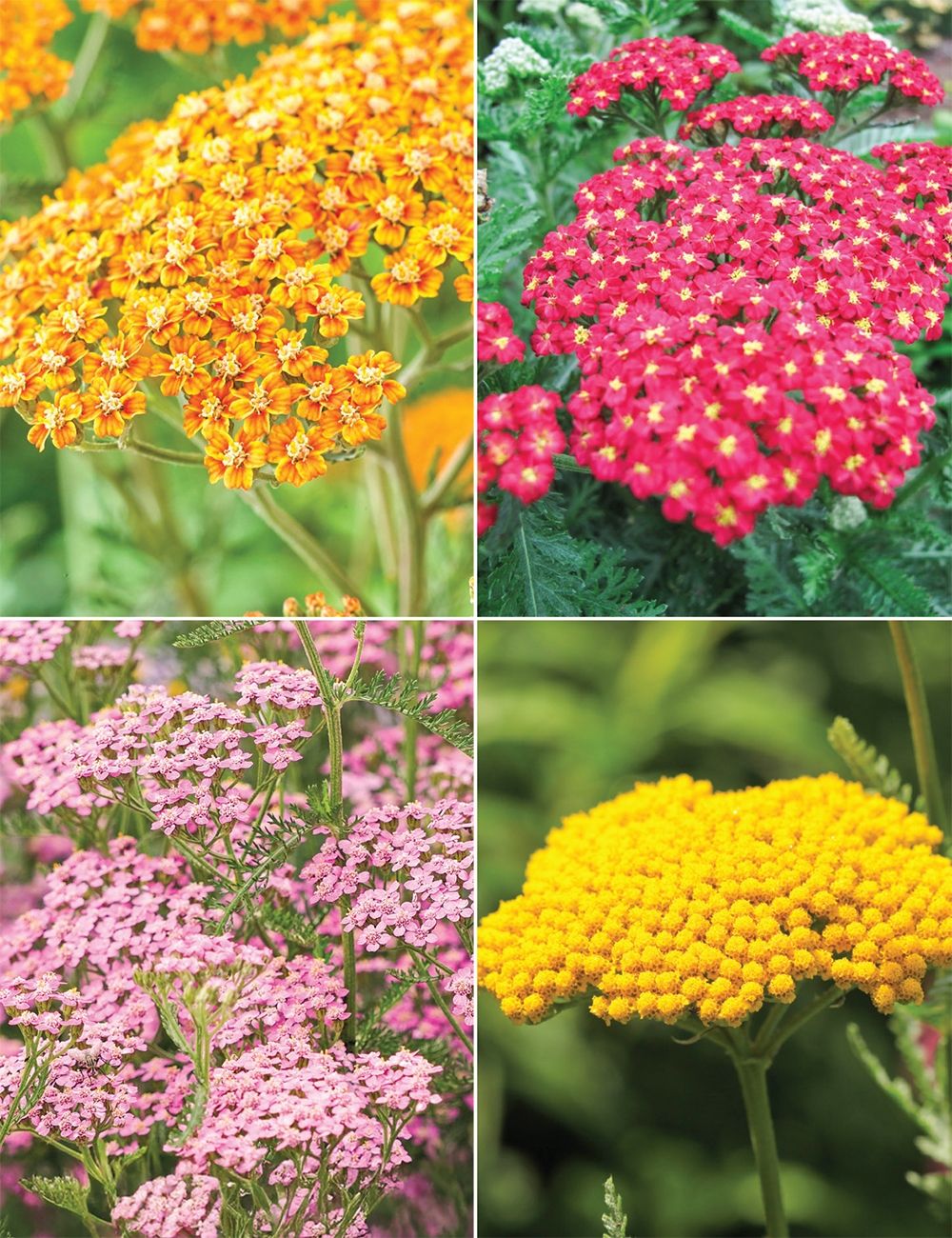 ACHILLEA- YARROW MIXED COLOURS 🌱$8🌱
