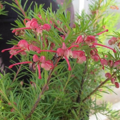 Grevillea rosmarinifolia 🌱$12🌱