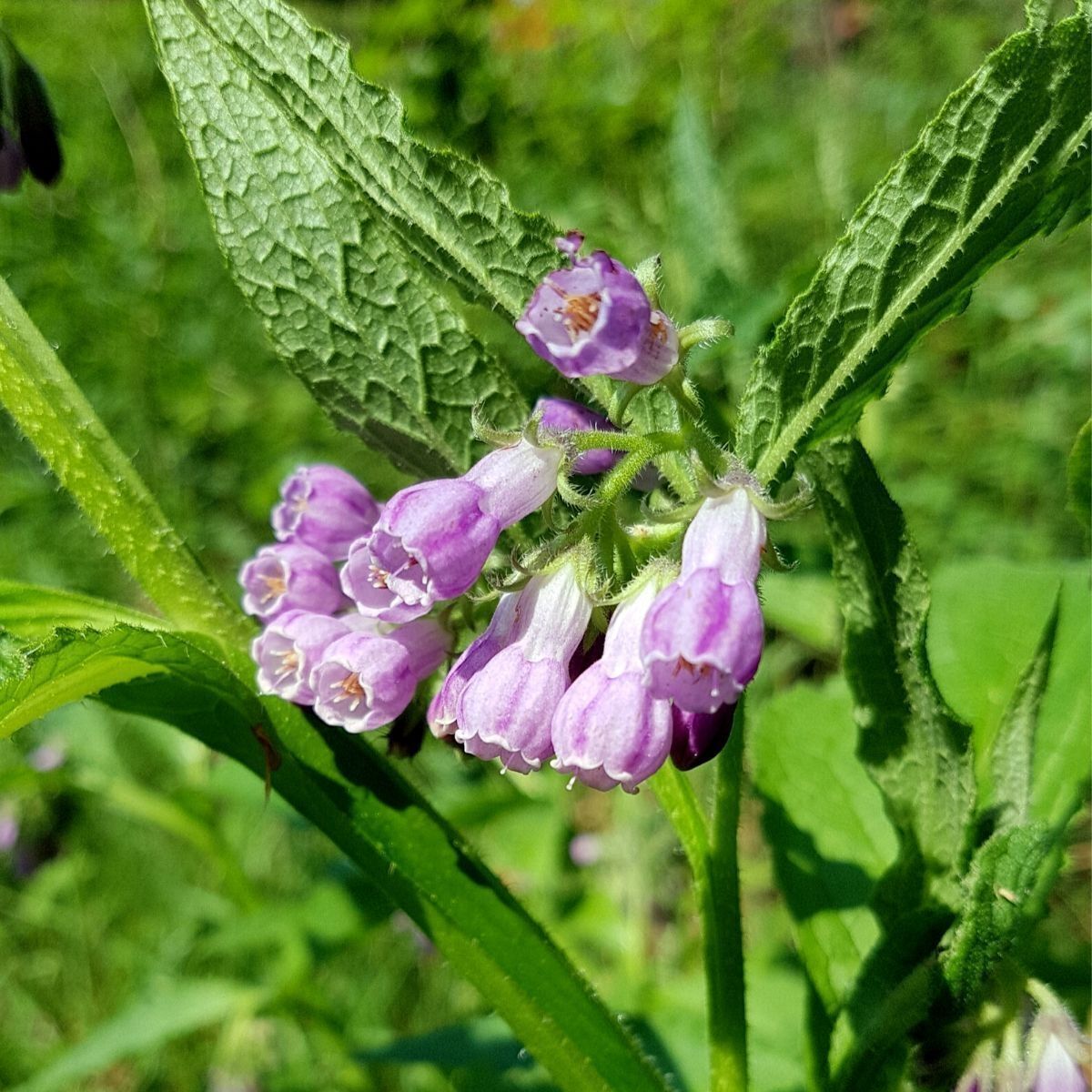 Comfrey