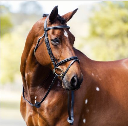 Cavalier Classic Bridle, Size: COB