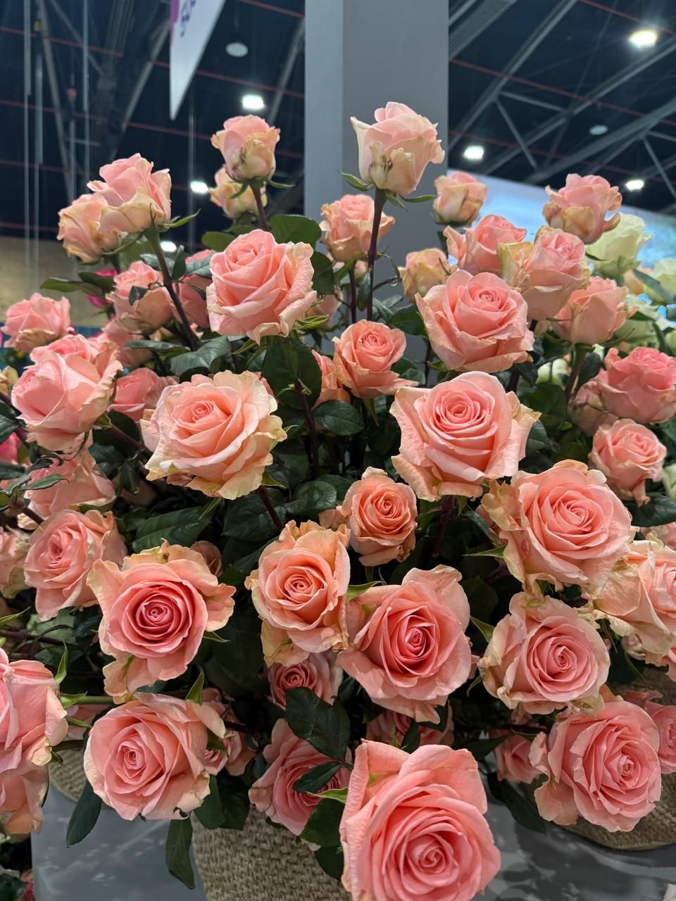 Rosas rosadas por docena