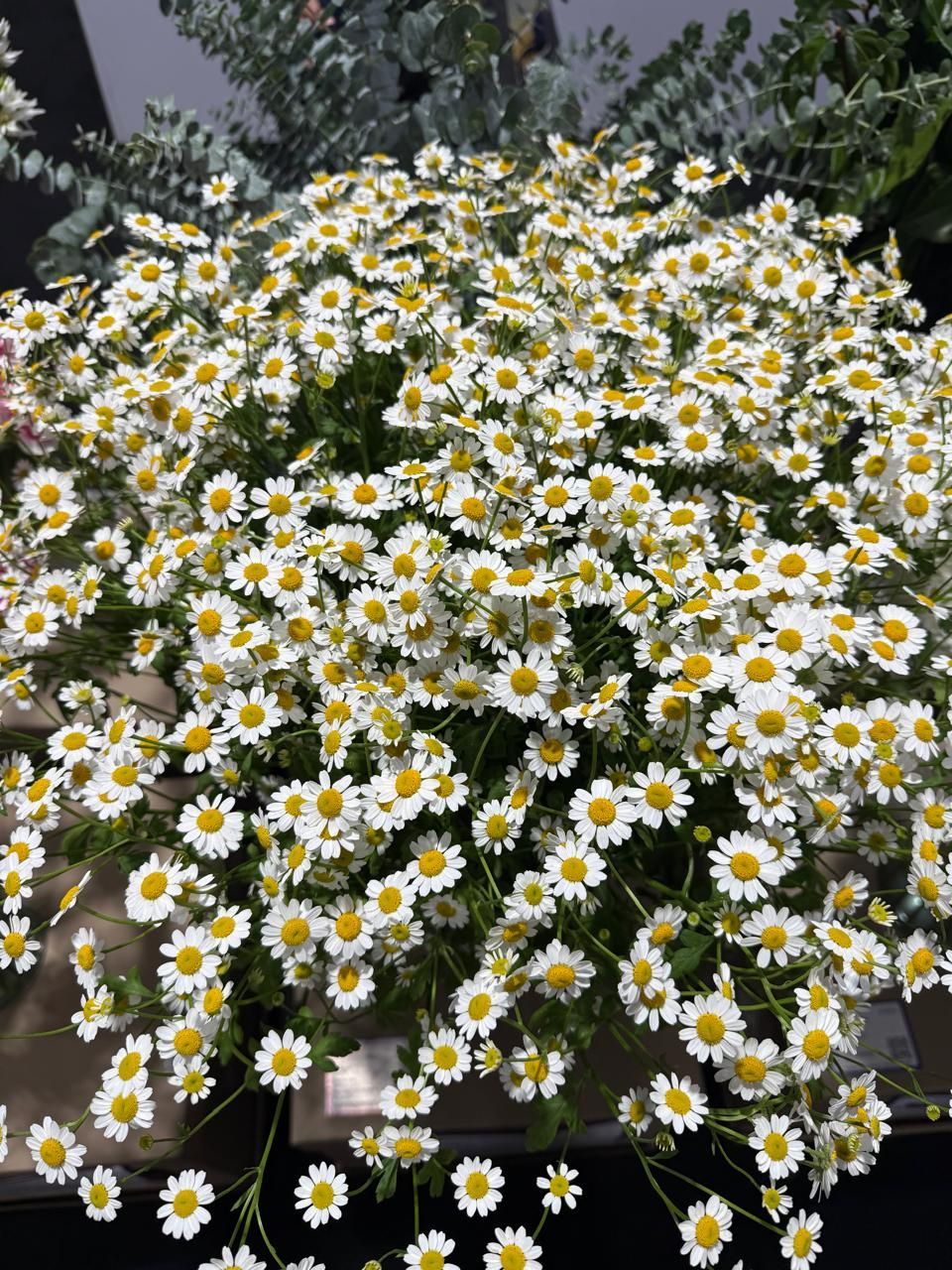 Matricaria