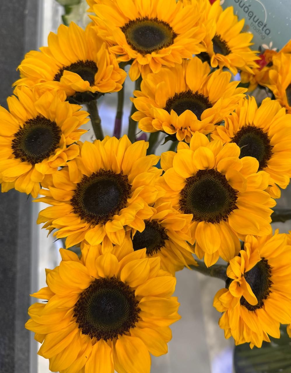 Girasol