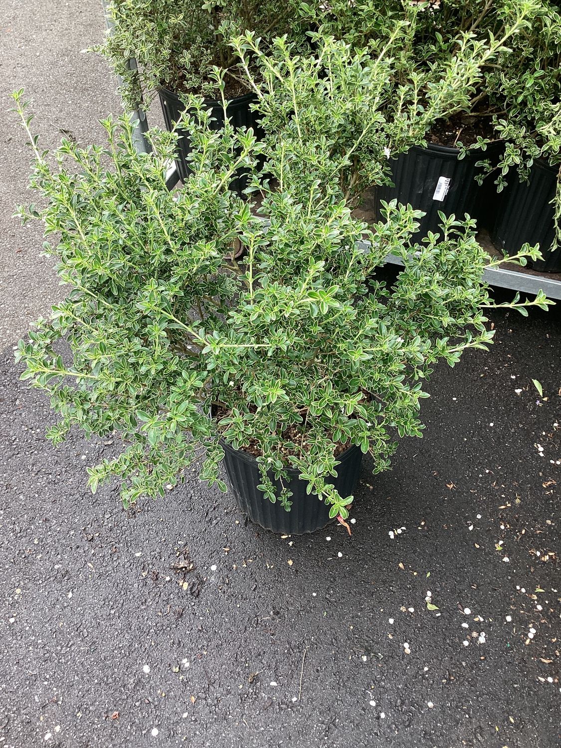 3GAL Variegated Serissa