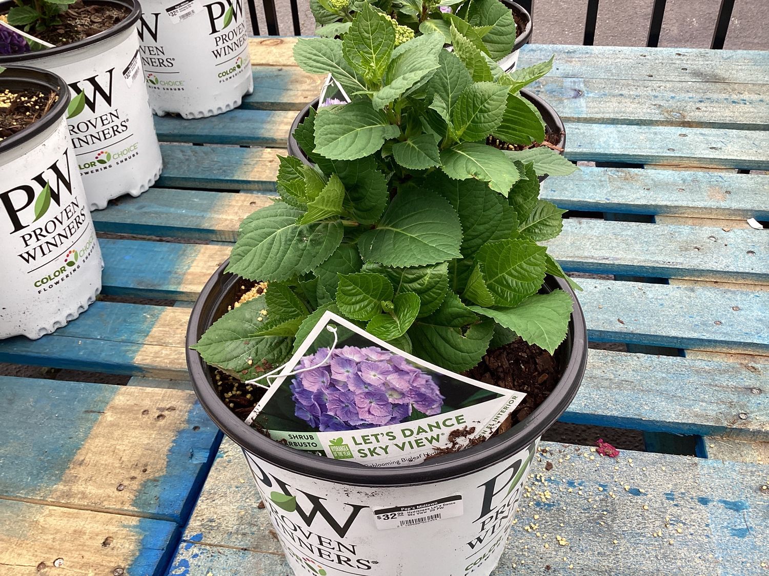 Hydrangea Let's Dance Sky View 2G PW