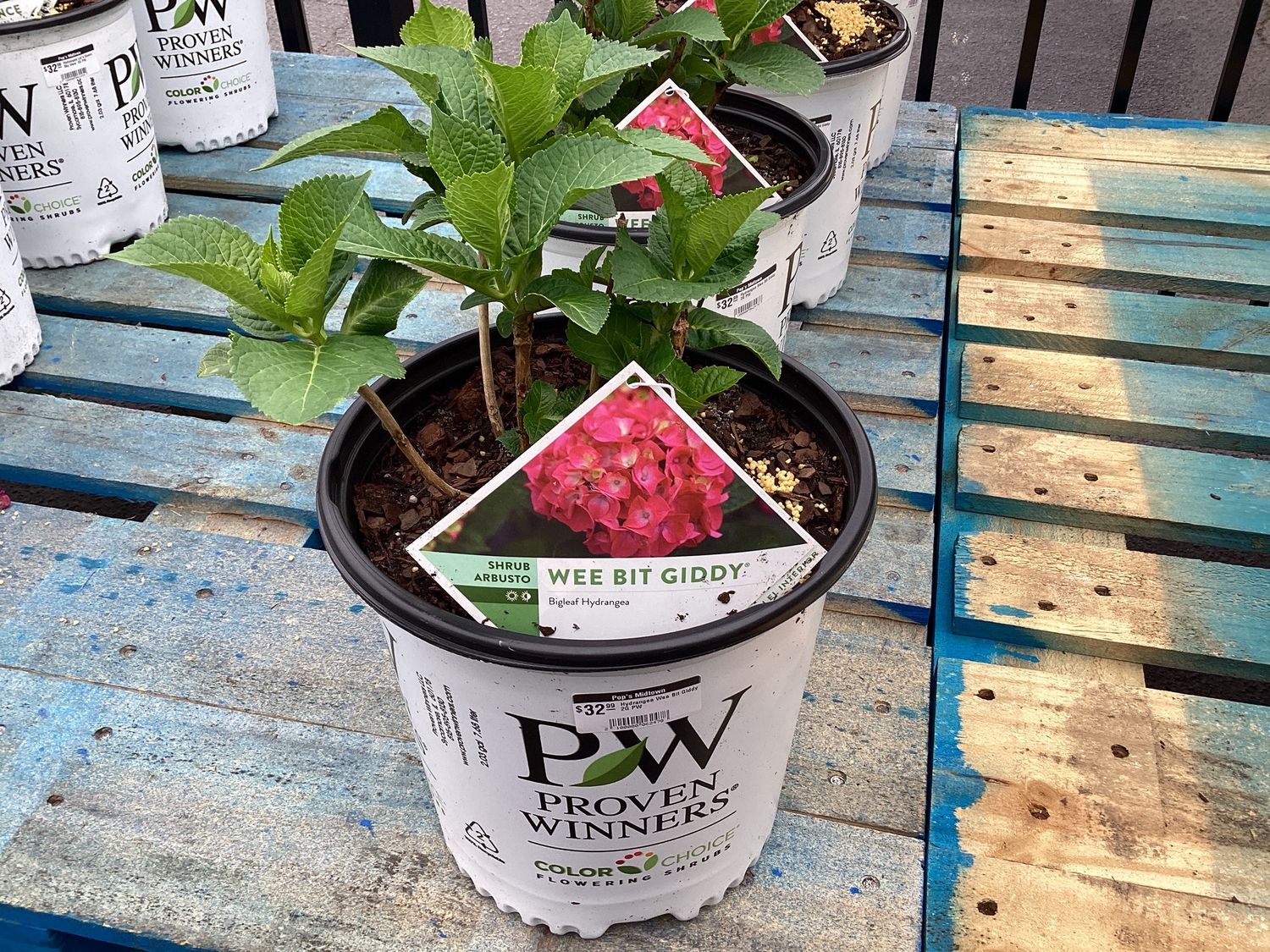 Hydrangea Wee Bit Giddy 2G PW