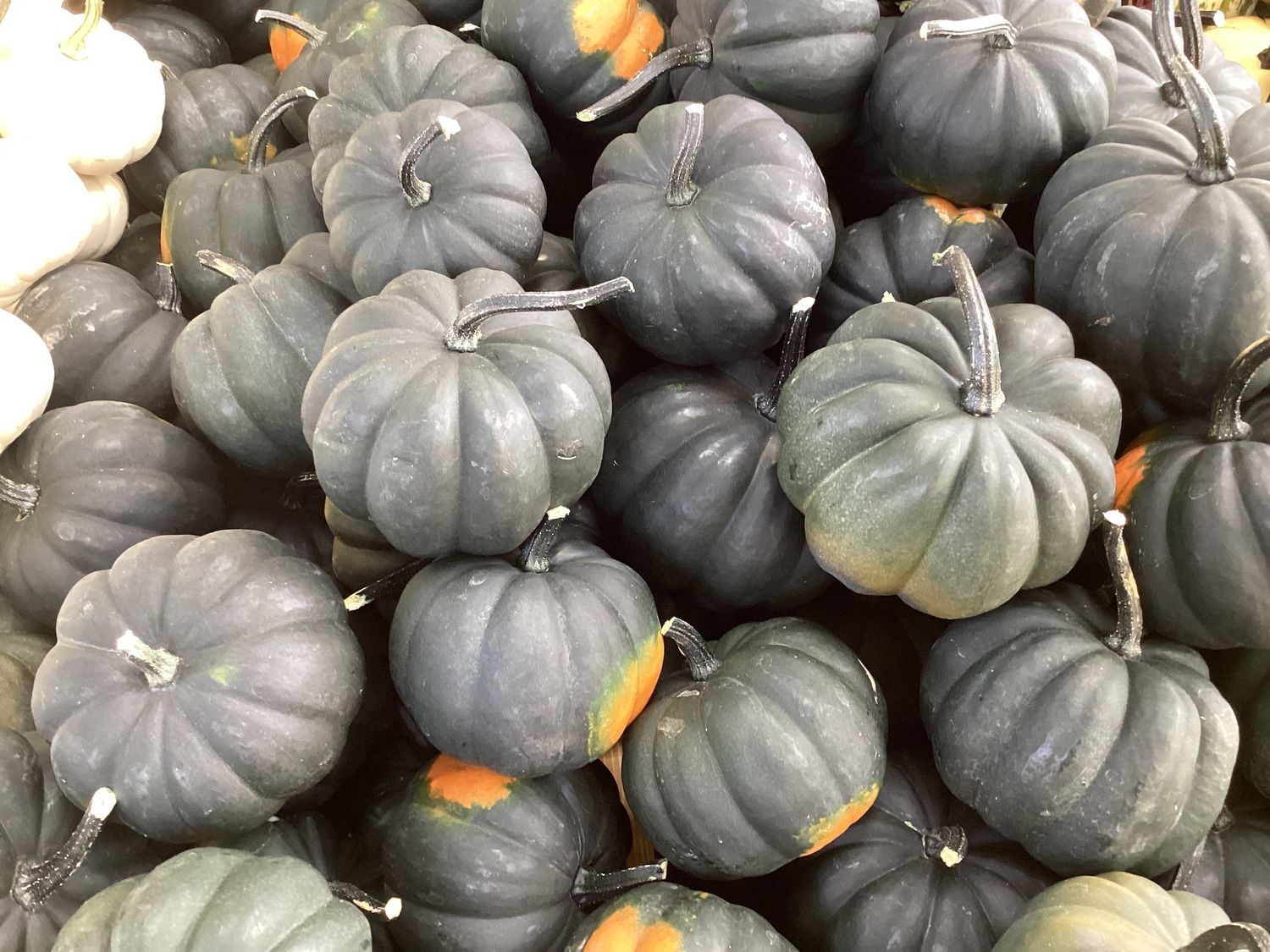 Black Cat (Small Pumpkin)