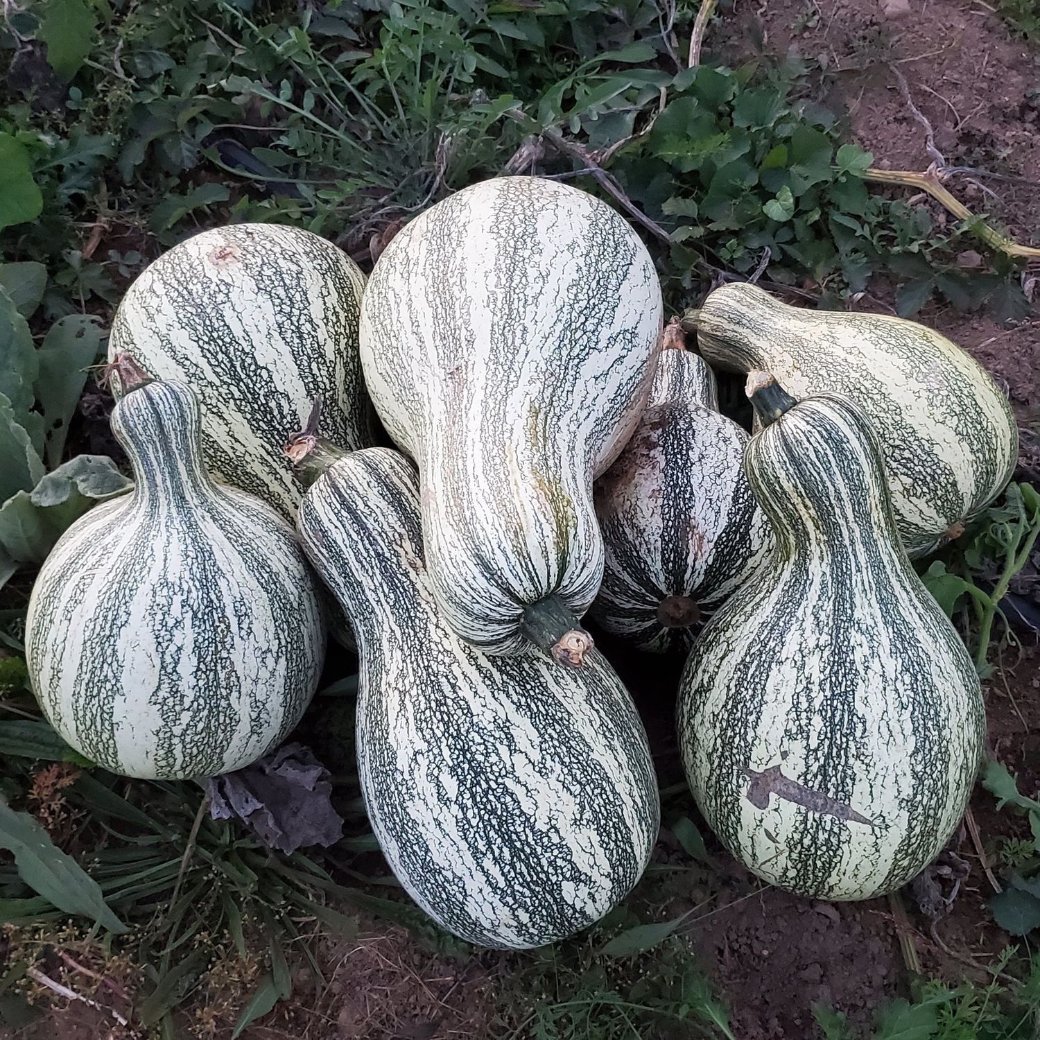 Mini Cushaw Squash