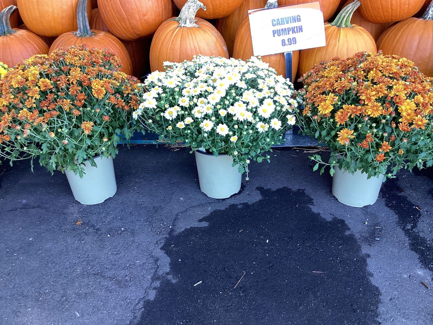 1 Gal Garden Mum - Small