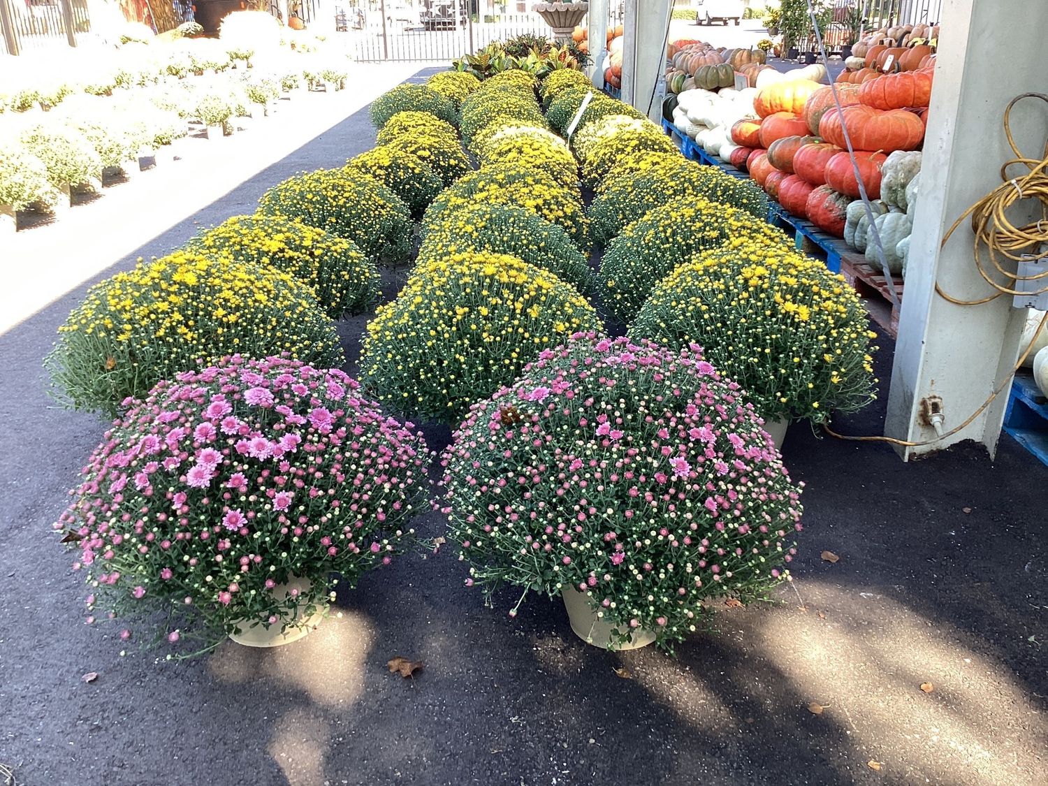 10" Garden Mum - Medium