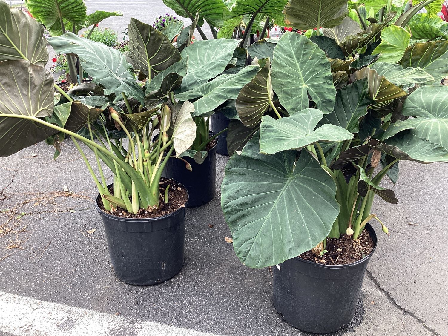 15GAL Alocasia Black Freak