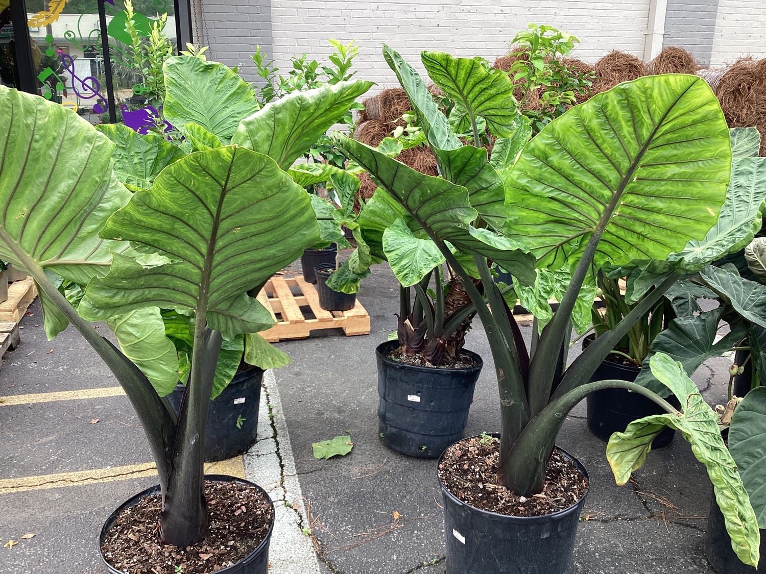 15GAL Alocasia Regal Shield