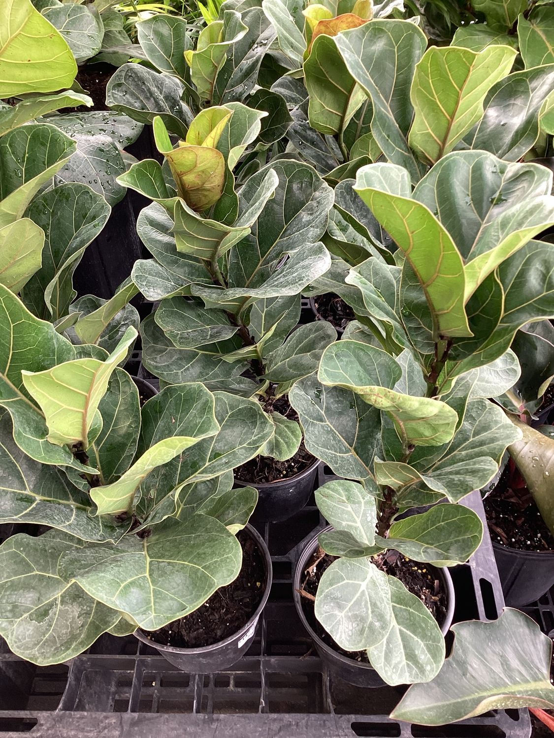 1GAL Ficus Lyrata Little Sunshine