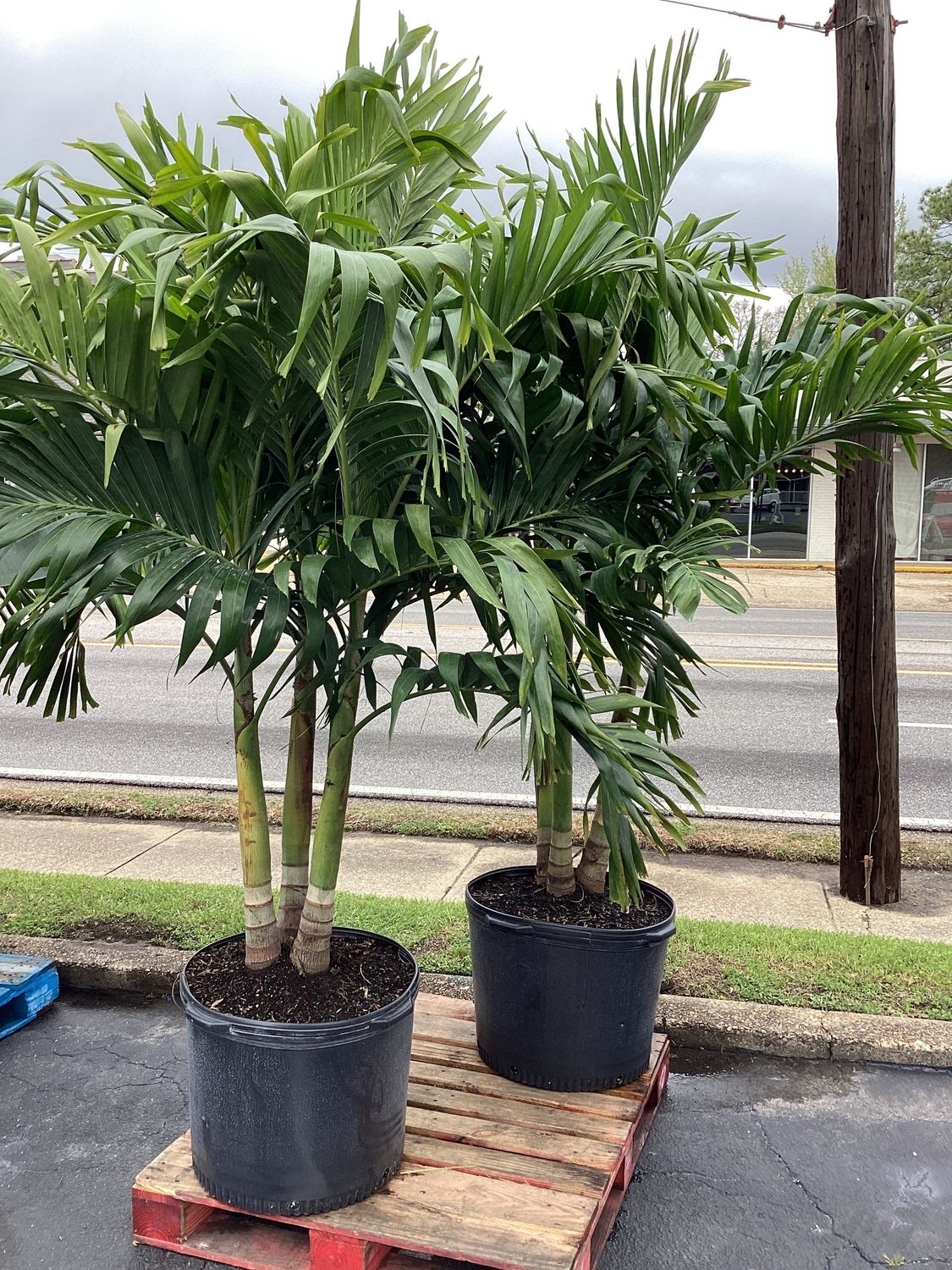 25GAL Adonidia Palm Triple