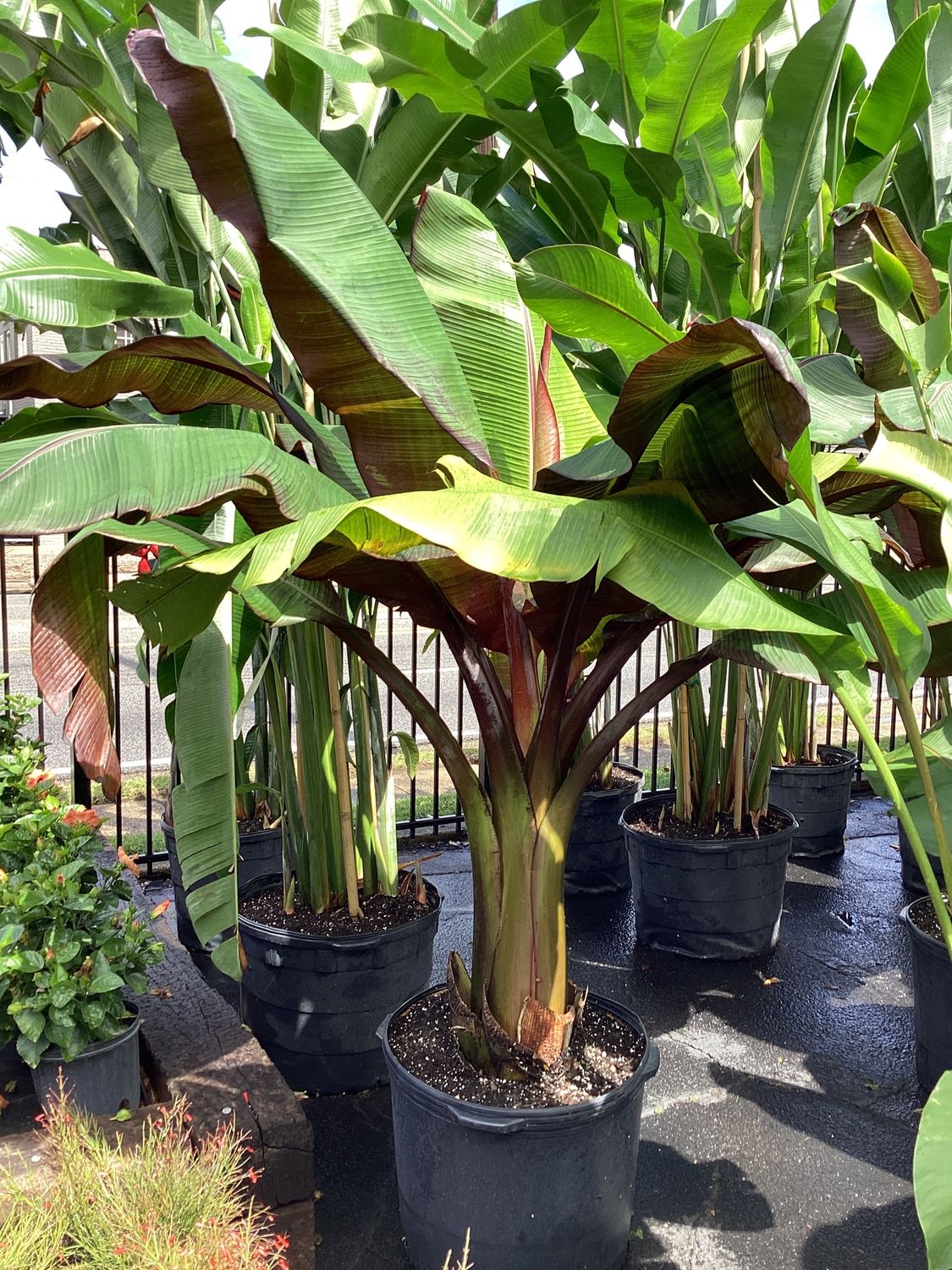 25GAL Red Banana Tree