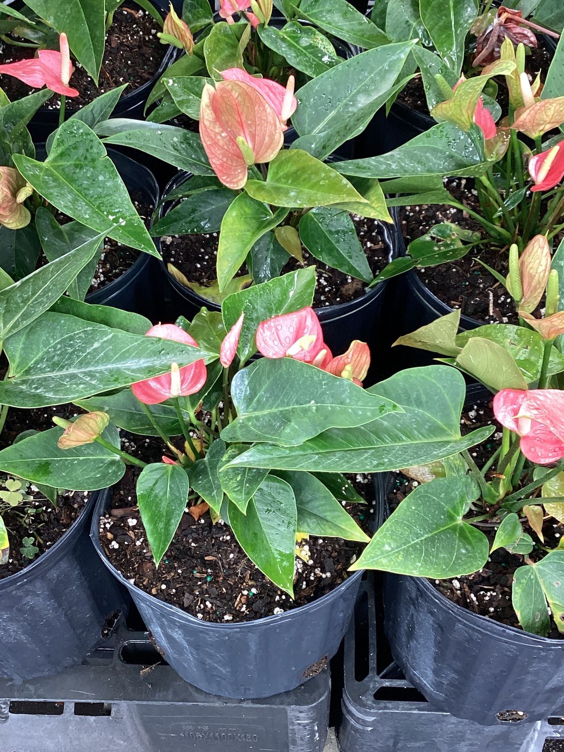 3GAL Anthurium Small Talk Pink