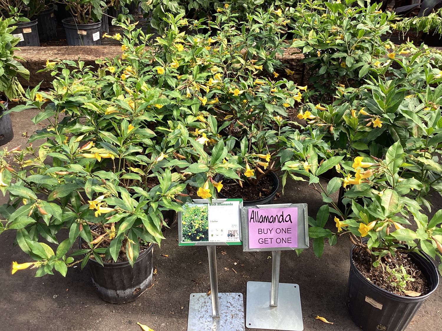 3GAL Allamanda Yellow Regular Bush