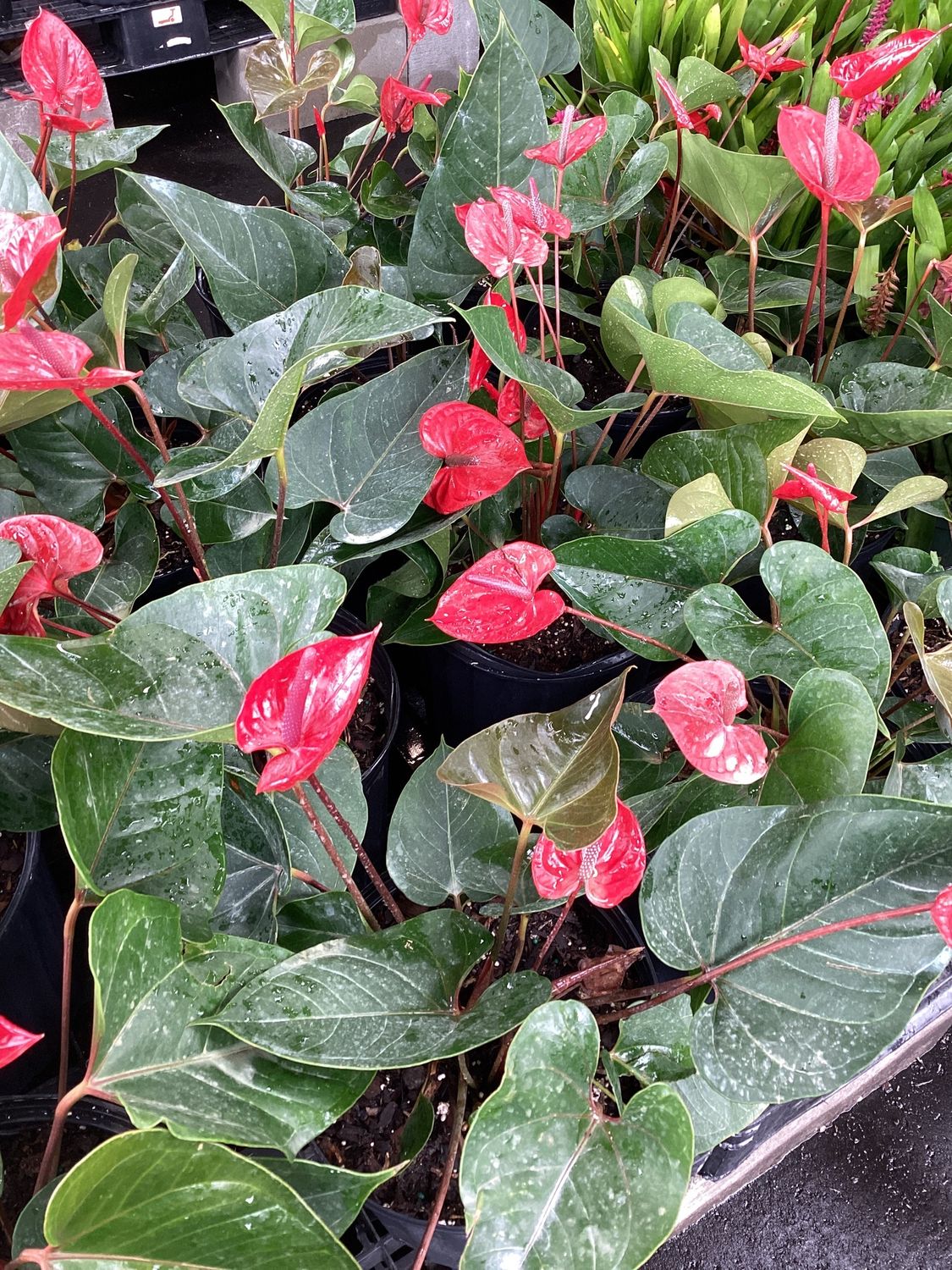 3GAL Anthurium Red Heart