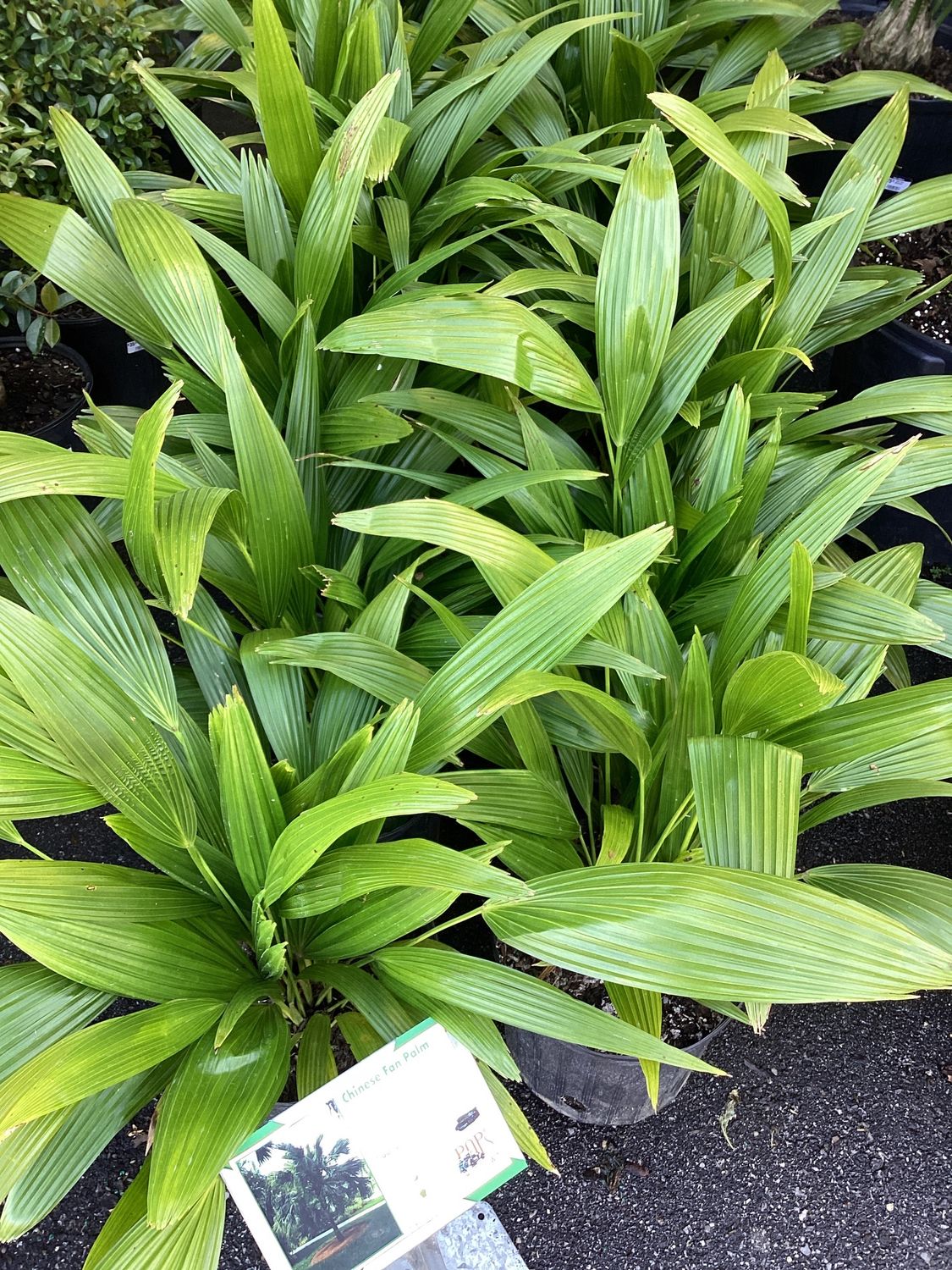 3GAL Chinese Fan Palm