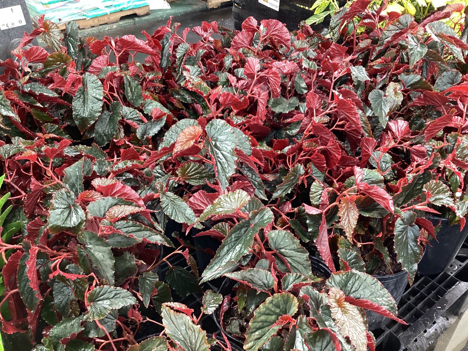 3GAL Begonia Black Magic