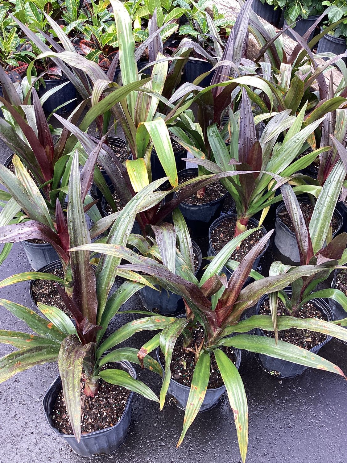 3GAL Crinum Queen Emma