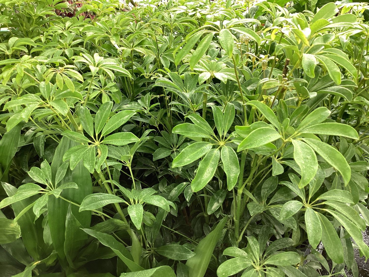 3GAl Arboricola Variegated