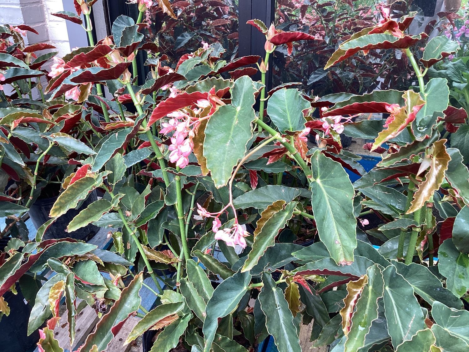 3GAL Begonia Angel Wing Pink