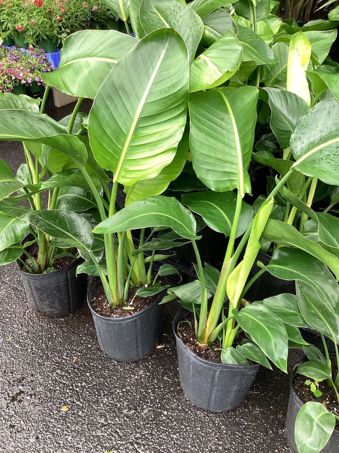 3GAL Bird of Paradise