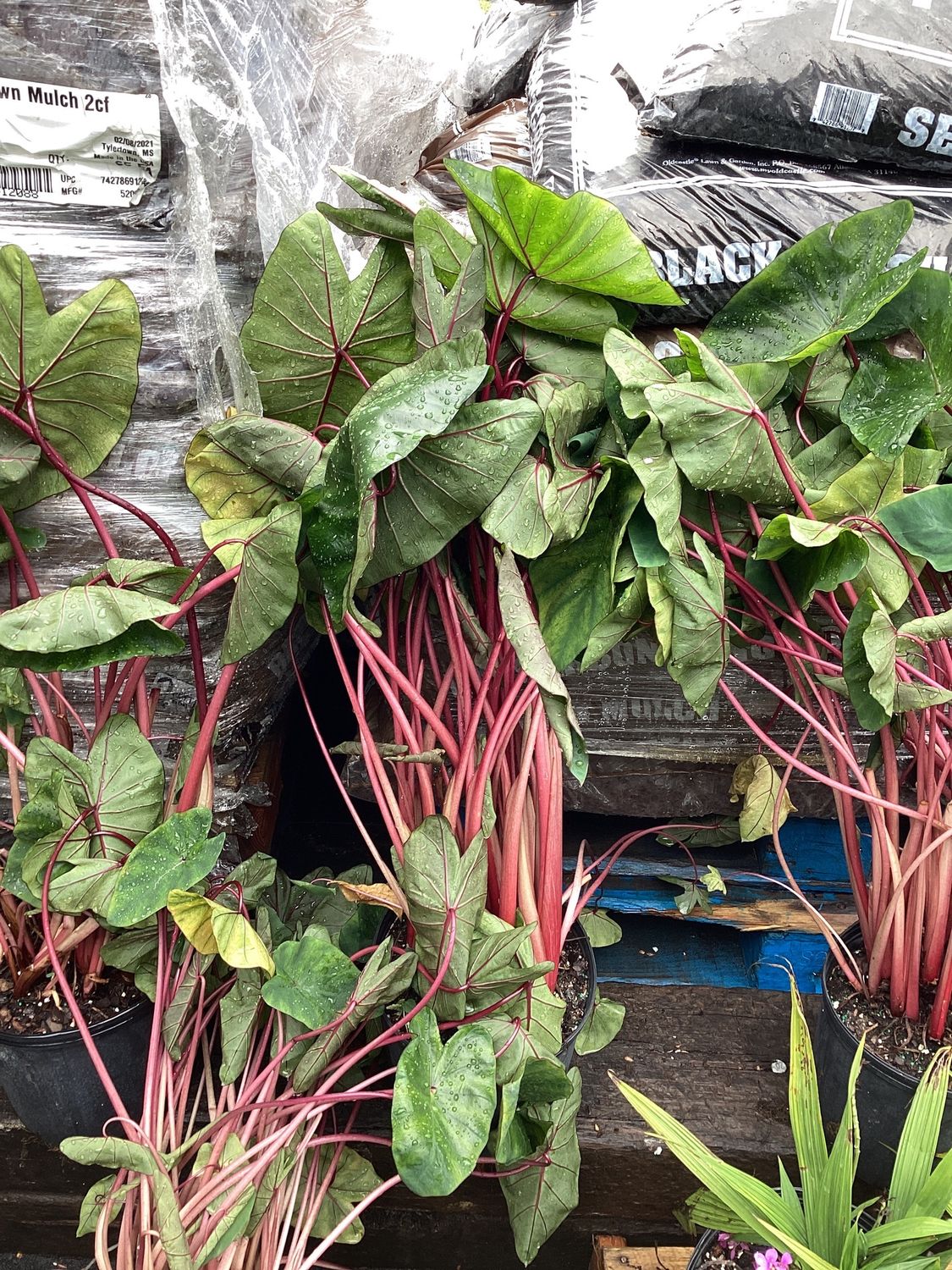 3GAL Colocasia Hawaiian Punch
