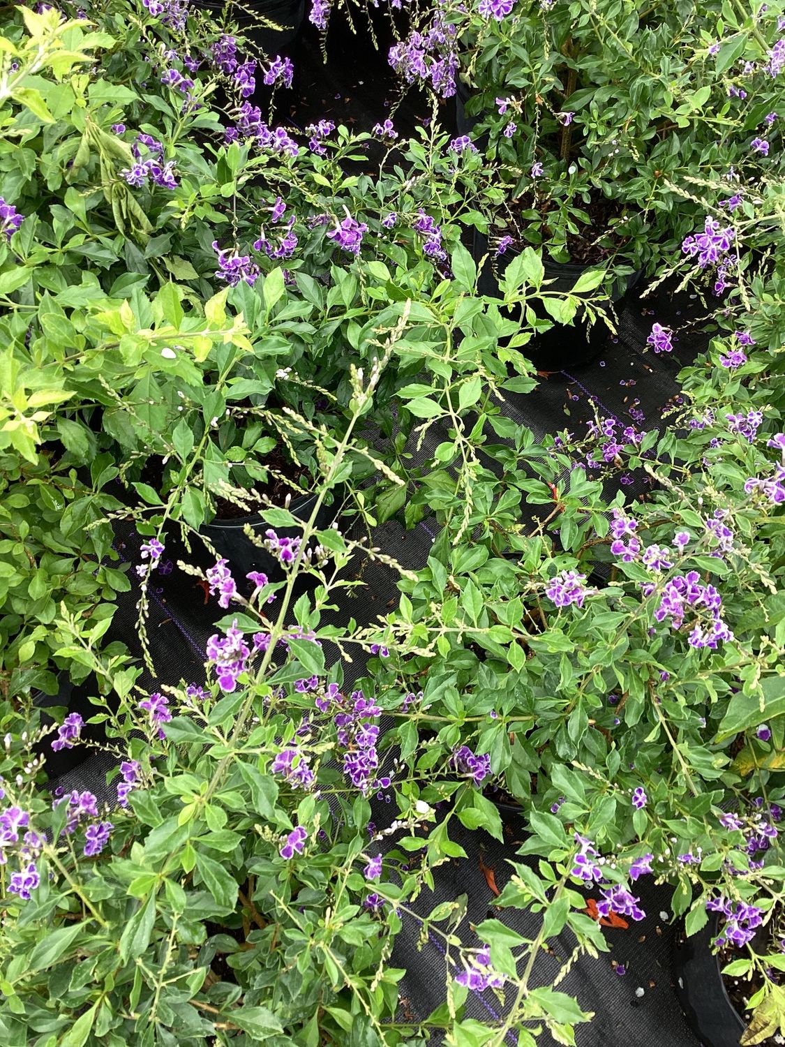 3GAL Duranta Sapphire Purple Showers